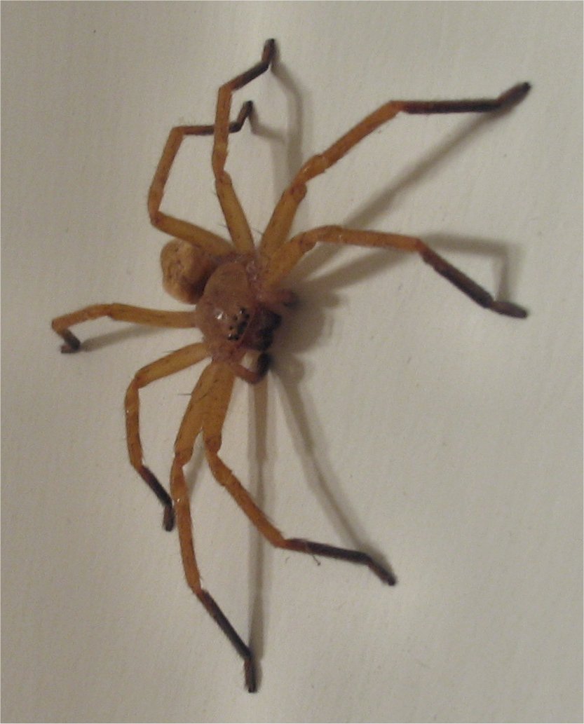Olios argelasius